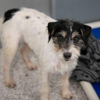 Beth (AG26-60) -  Jack Russell Terrier Dog for Adoption in Peyton, Colorado - Beth (AG26-60) | PetCurious