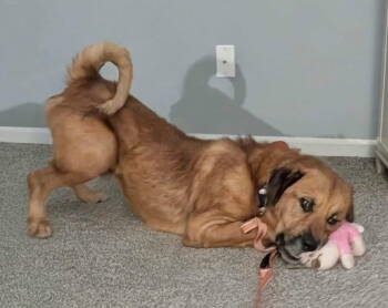 Rescue Golden Retriever Dogs for Adoption in Livonia, Michigan - Clipper | PetCurious