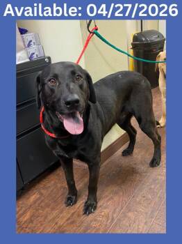 Labrador Retriever and Mixed Breed Dogs Available for Adoption in Greenville, Texas - Dog Kennel # 23 Blacky | PetCurious