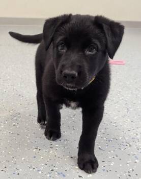 Moxi -  Labrador Retriever and Mixed Breed Dog for Adoption in Yankton, South Dakota - Moxi | PetCurious