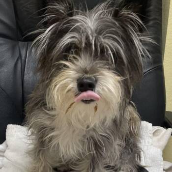 Yorkshire Terrier Dogs Available for Adoption in Heber Springs, Arkansas - Lola | PetCurious