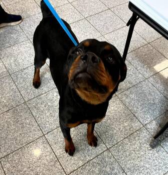 Rosemary -  Rottweiler Dog for Adoption in Angola, Indiana - Rosemary | PetCurious