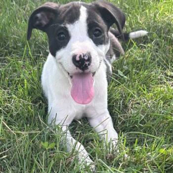 Babette -  American Staffordshire Terrier and Mixed Breed Dog for Adoption in Georgetown, Kentucky - Babette | PetCurious
