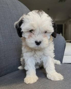 Lucy -  Shih Tzu and Poodle Dog for Adoption in Oakland Park, Florida - Lucy | PetCurious