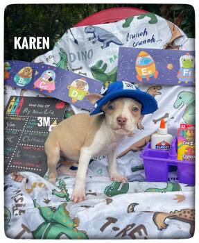 Karen -  American Staffordshire Terrier Dog for Adoption in Sebring, Florida - Karen | PetCurious