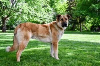 German Shepherd Dog and Great Pyrenees Dogs Available for Adoption in Yakima, Washington - Leroy | PetCurious