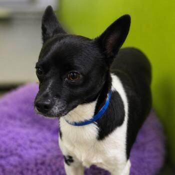 Chihuahua and Rat Terrier Dogs Available for Adoption in San Jacinto, California - Perkins | PetCurious