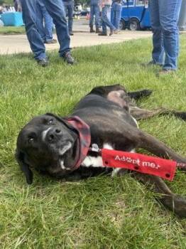 Froggy -  Labrador Retriever and Mixed Breed Dog for Adoption in Columbus, Indiana - Froggy | PetCurious