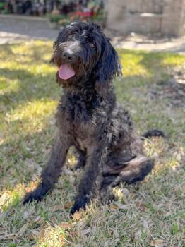Labrador Retriever and German Wirehaired Pointer Dogs Available for Adoption in Helotes, Texas - Hank | PetCurious