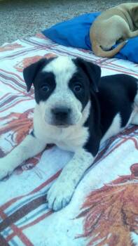 Australian Cattle Dog Blue Heeler Dogs Available for Adoption - Blossum | PetCurious