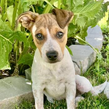 Scooby -  Australian Cattle Dog Blue Heeler and Mixed Breed Dog for Adoption in Albany, Missouri - Scooby | PetCurious