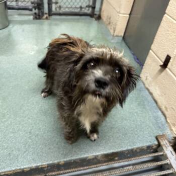 Casserole -  Terrier and Mixed Breed Dog for Adoption in Fairfax Station, Virginia - Casserole | PetCurious