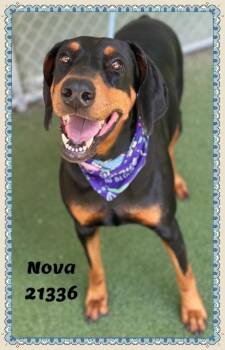NOVA -  Doberman Pinscher Dog for Adoption in Marietta, Georgia - NOVA | PetCurious