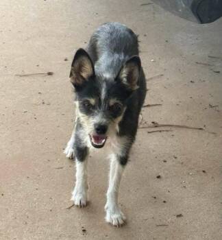 FOSTER ME - Flor -  Terrier Dog for Adoption in Grafton, Wisconsin - FOSTER ME - Flor | PetCurious