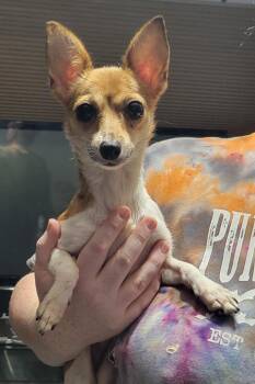 Sassy -  Chihuahua Dog for Adoption in Milford, Michigan - Sassy | PetCurious