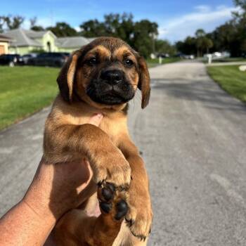 Cayenne -  Black Mouth Cur and Beagle Dog for Adoption in Hobe Sound, Florida - Cayenne | PetCurious