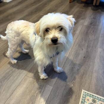 Biscuit- The Sweetheart -  Maltese and Cocker Spaniel Dog for Adoption in Citrus Heights, California - Biscuit- The Sweetheart | PetCurious