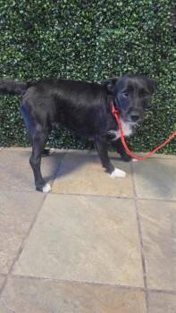 61199979 -  Fox Terrier and Mixed Breed Dog for Adoption in El Paso, Texas - 61199979 | PetCurious