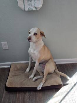 Jax -  Labrador Retriever Dog for Adoption in St. Augustine, Florida - Jax | PetCurious