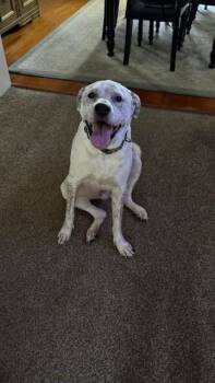 GUNNER -  Labrador Retriever and Mixed Breed Dog for Adoption in Ocala, Florida - GUNNER | PetCurious