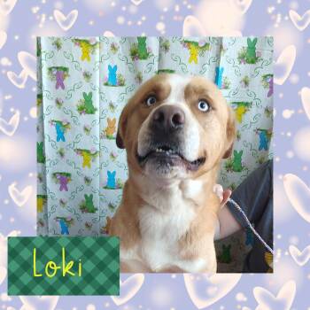 Rescue Yellow Labrador Retriever and Husky Dogs for Adoption in Shorewood, Illinois - Loki | PetCurious
