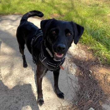 Labrador Retriever and Terrier Dogs Available for Adoption in Seguin, Texas - Clover | PetCurious