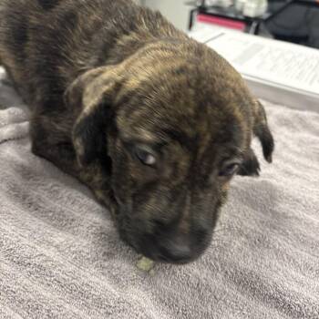 Titan -  Mixed Breed Dog for Adoption in Milton, Florida - Titan | PetCurious
