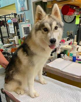 Dixie Ann (NOT YET AVAILABLE) -  Husky and Pomeranian Dog for Adoption in Benton, Louisiana - Dixie Ann (NOT YET AVAILABLE) | PetCurious