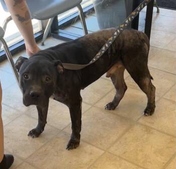 GRIFFIN -  Pit Bull Terrier Dog for Adoption in Norfolk, Virginia - GRIFFIN | PetCurious