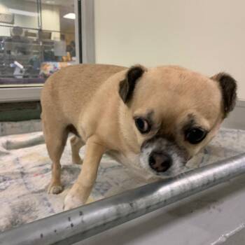 Pug Dogs Available for Adoption in Charlottesville, Virginia - Rowdy | PetCurious