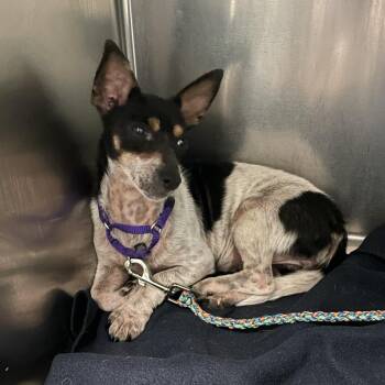 Rat Terrier and Miniature Pinscher Dogs Available for Adoption in Austin, Texas - Molly | PetCurious