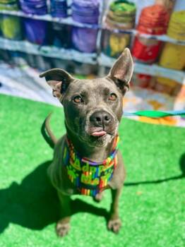 Paramore -  Mixed Breed Dog for Adoption in Cincinnati, Ohio - Paramore | PetCurious