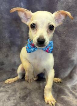 Rescue Terrier and Chihuahua Dogs for Adoption in Lodi, California - Henry | PetCurious