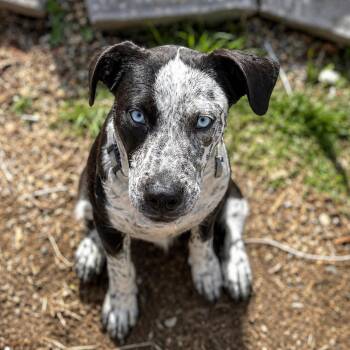 Australian Cattle Dog Blue Heeler Dogs Available for Adoption in Houston, Texas -  Arlo (Kid & Family Friendly, Playful, Blue-eyed Puppy) | PetCurious