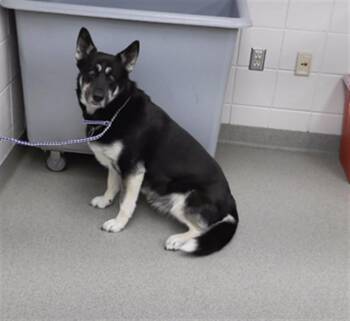 Siberian Husky and Mixed Breed Dogs Available for Adoption - CORA | PetCurious