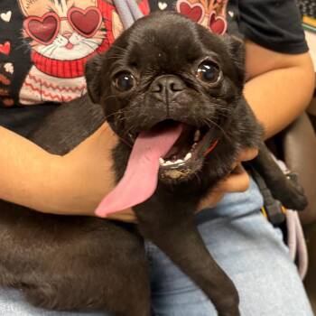 Pug Dogs Available for Adoption - Smiley | PetCurious