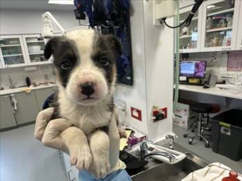 Mixed Breed Dogs Available for Adoption - POPPY | PetCurious