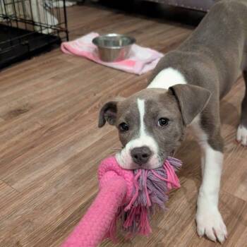 Mixed Breed Dogs Available for Adoption in Edwardsville, Illinois - Dragon | PetCurious