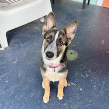 Moonwalk -  Shepherd and Cattle Dog Dog for Adoption in Binghamton, New York - Moonwalk | PetCurious