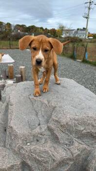 Rescue Labrador Retriever Dogs for Adoption in Richmond, Maine - Estrella | PetCurious