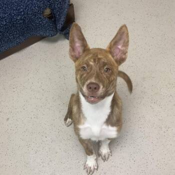 Ella -  Terrier and Mixed Breed Dog for Adoption in Auburn, New Hampshire - Ella | PetCurious