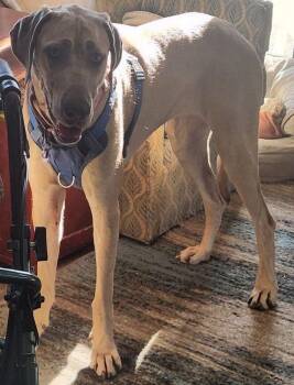 Rescue Great Dane Dogs for Adoption in Larkspur, Colorado - Ilona | PetCurious