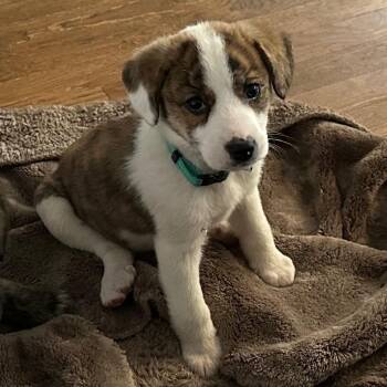 Mixed Breed Dogs Available for Adoption in Richmond, Virginia - Blossom | PetCurious