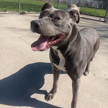 Bette Davis so sweet -  American Staffordshire Terrier Dog for Adoption in Seymour, Indiana - Bette Davis So Sweet | PetCurious