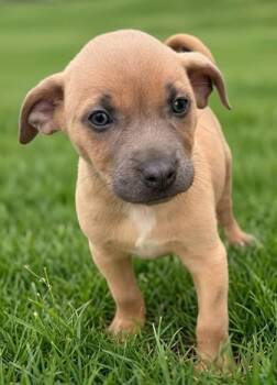 Froot Loops -  Labrador Retriever and Pit Bull Terrier Dog for Adoption in Baraboo, Wisconsin - Froot Loops | PetCurious