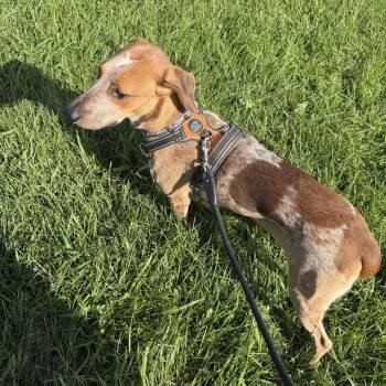 Paloma -  English Coonhound Dog for Adoption in Falls Church, Virginia - Paloma | PetCurious