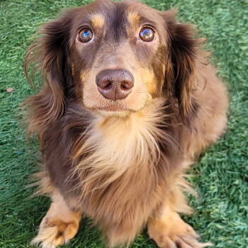 Rescue Dachshund Dogs for Adoption in Henderson, Nevada - Rowan | PetCurious