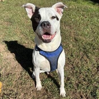 Ziggy -  Pit Bull Terrier and Mixed Breed Dog for Adoption in Lynchburg, Virginia - Ziggy | PetCurious