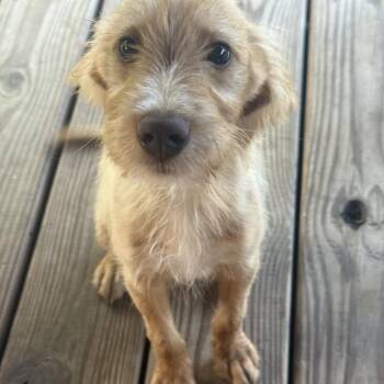 Barney (Benefactor Puppy) -  Poodle and Labrador Retriever Dog for Adoption in New Orleans, Louisiana - Barney (Benefactor Puppy) | PetCurious
