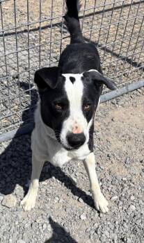 Rescue Border Collie Dogs for Adoption in Prineville, Oregon - Mac | PetCurious